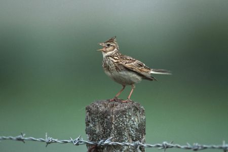 Exmoor's Moorland Birds | Exmoor