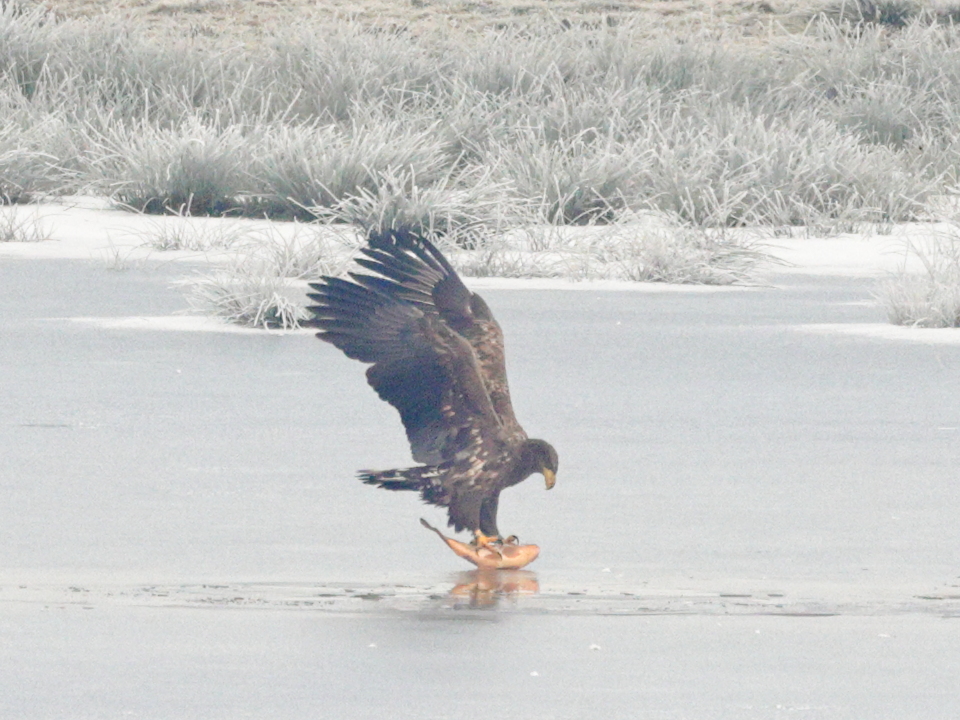 White-Tailed Eagle catching fish