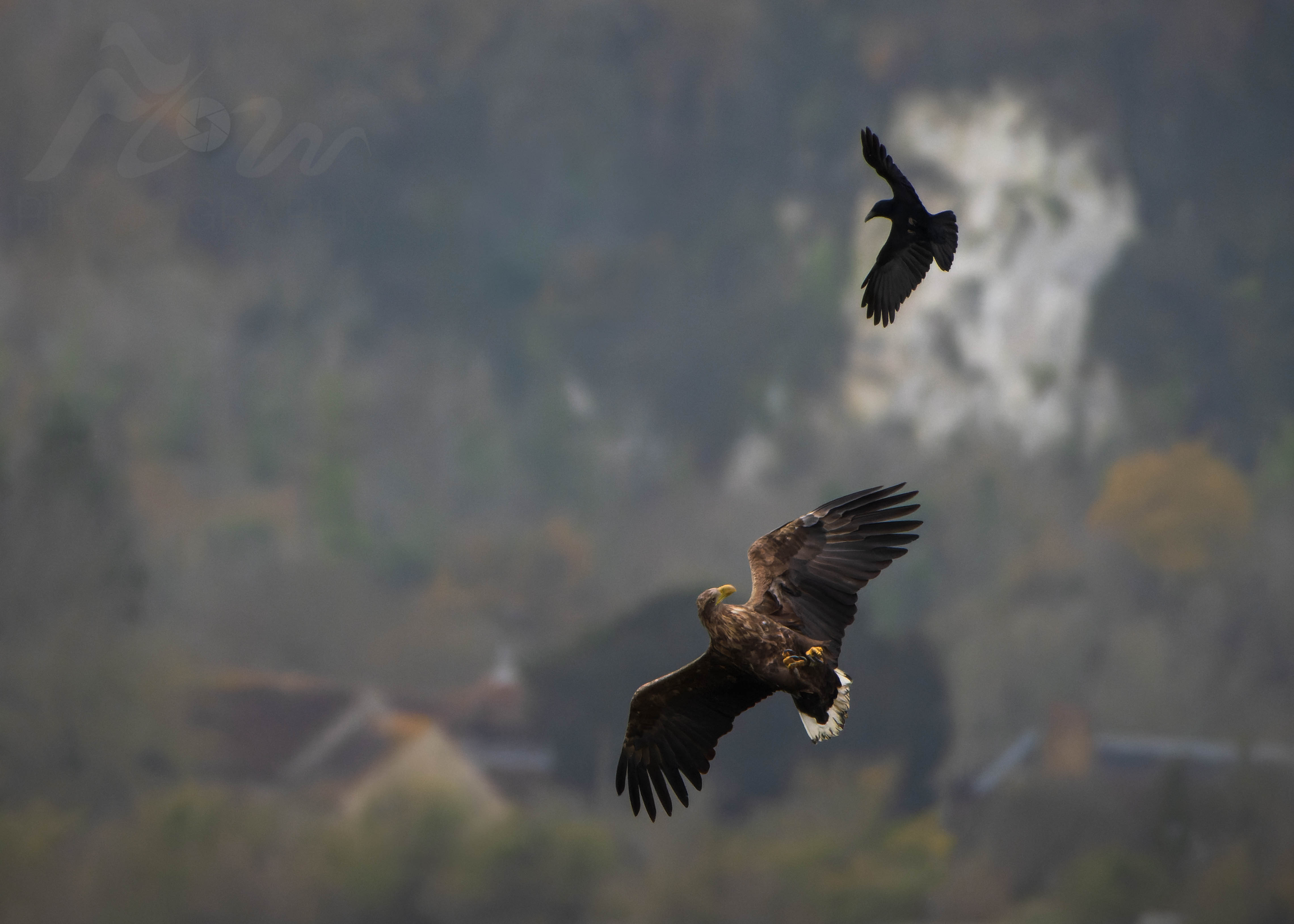 White-Tailed Eagle and other birds