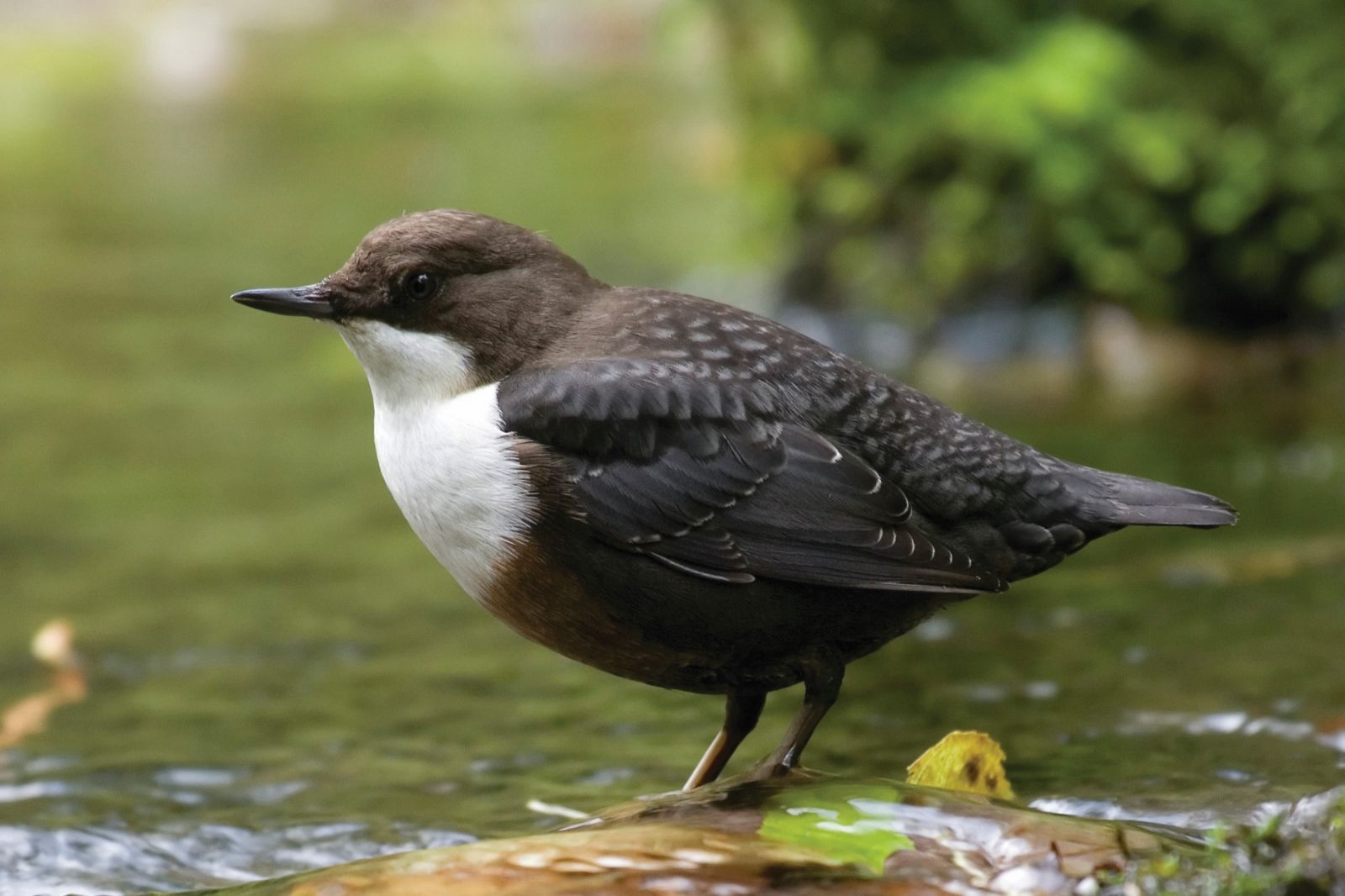 Exmoor's Moorland Birds | Exmoor