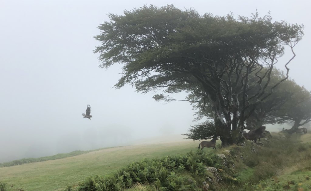 Eagle and Exmoor pony