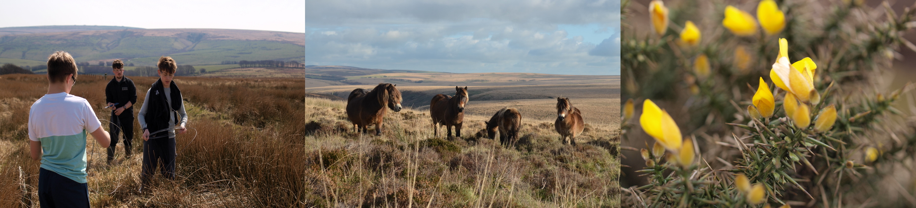 A composite image of people ponies and gorse