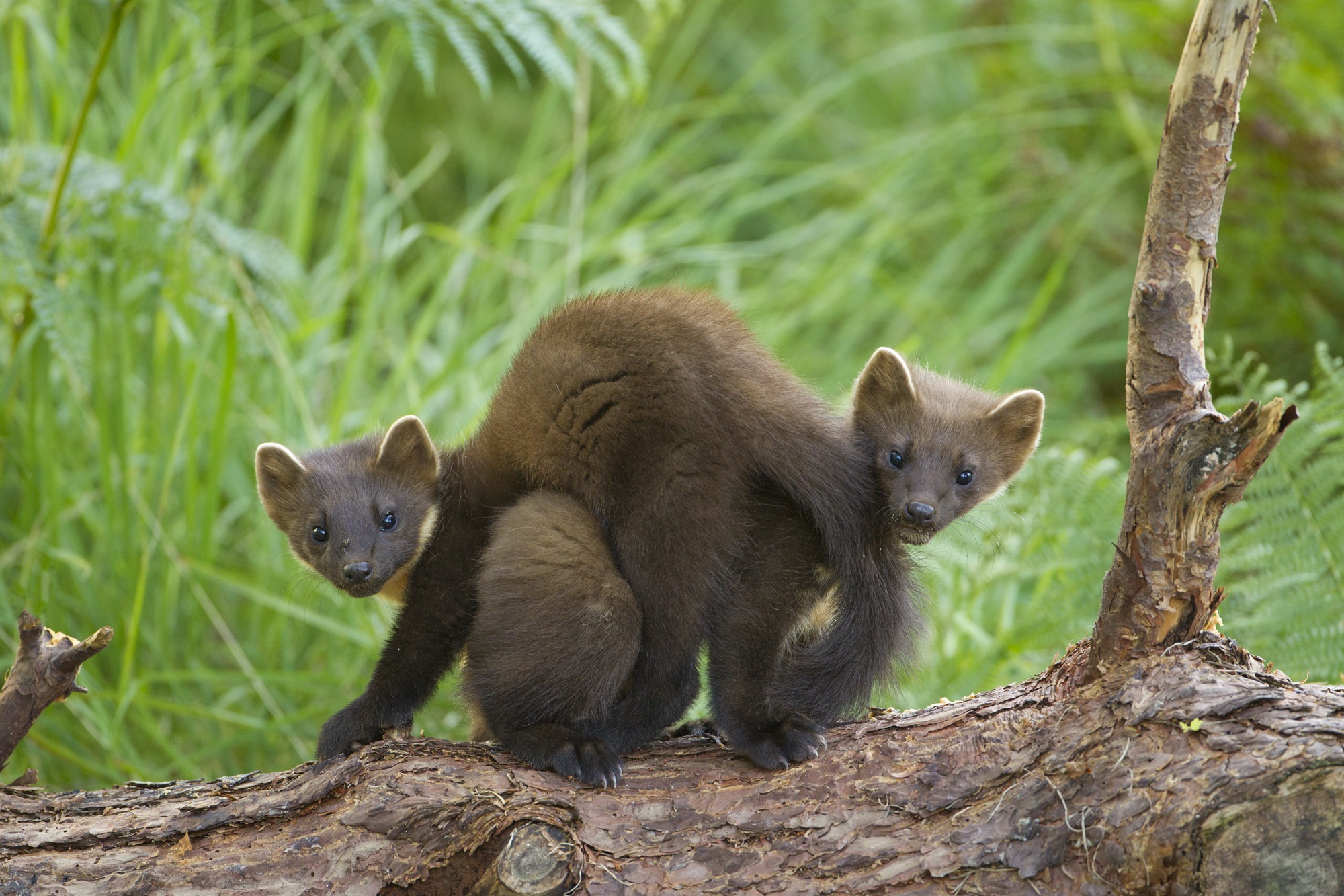 Pine marten kits