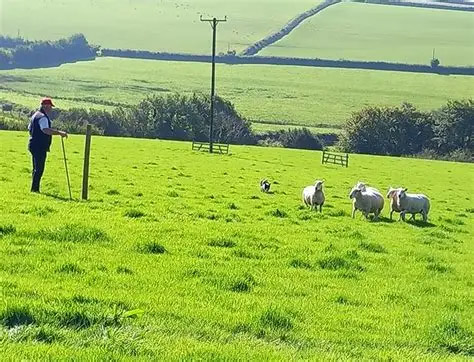 Sheep dog trials