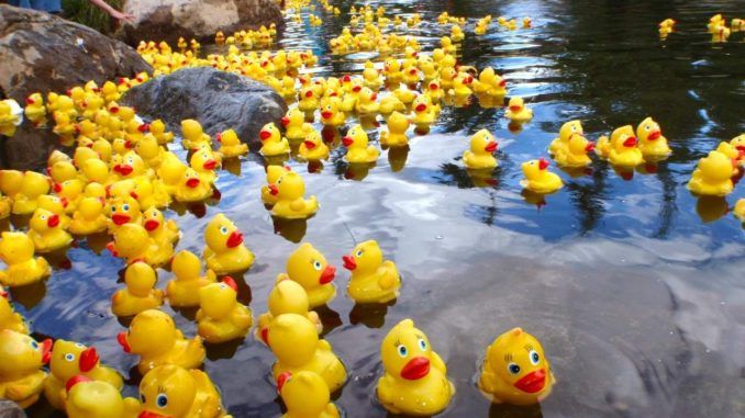 Photo of a rubber Duck Race