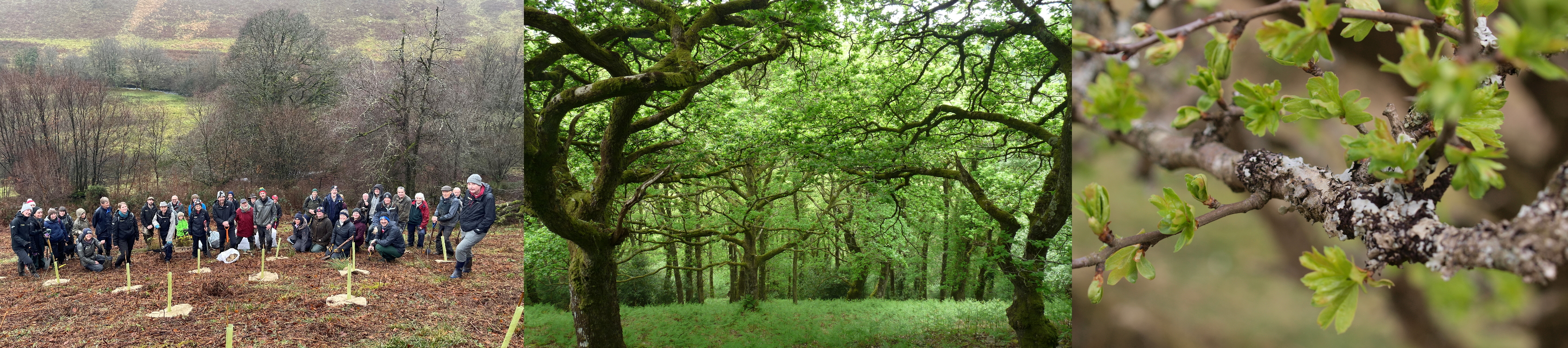images of Exmoor woodland