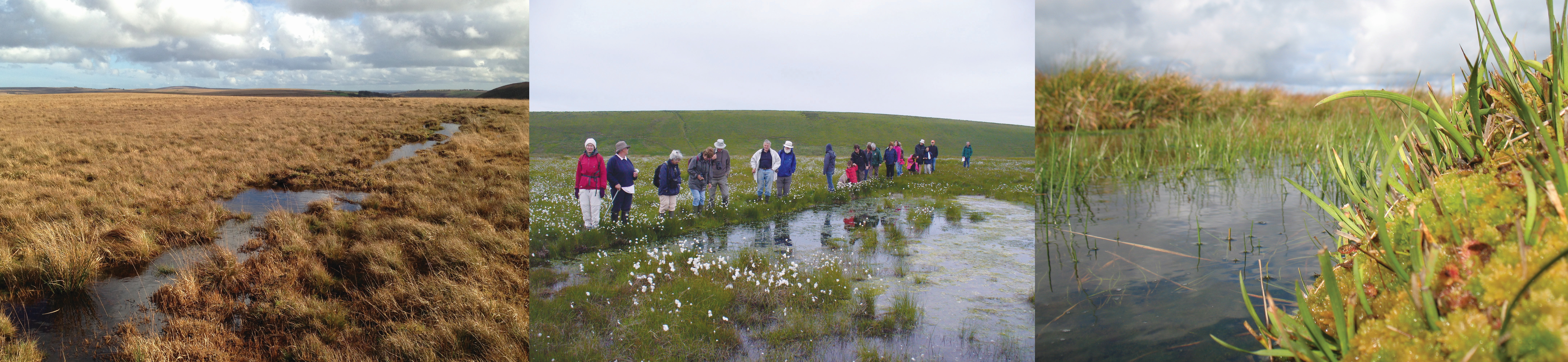 Peatland images