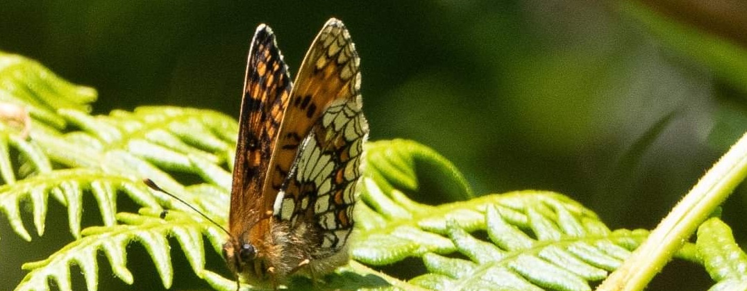 butterfly heath frit
