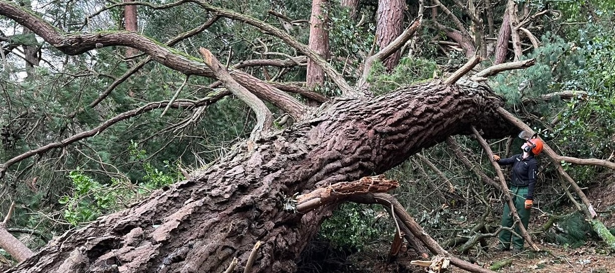 Storm damage