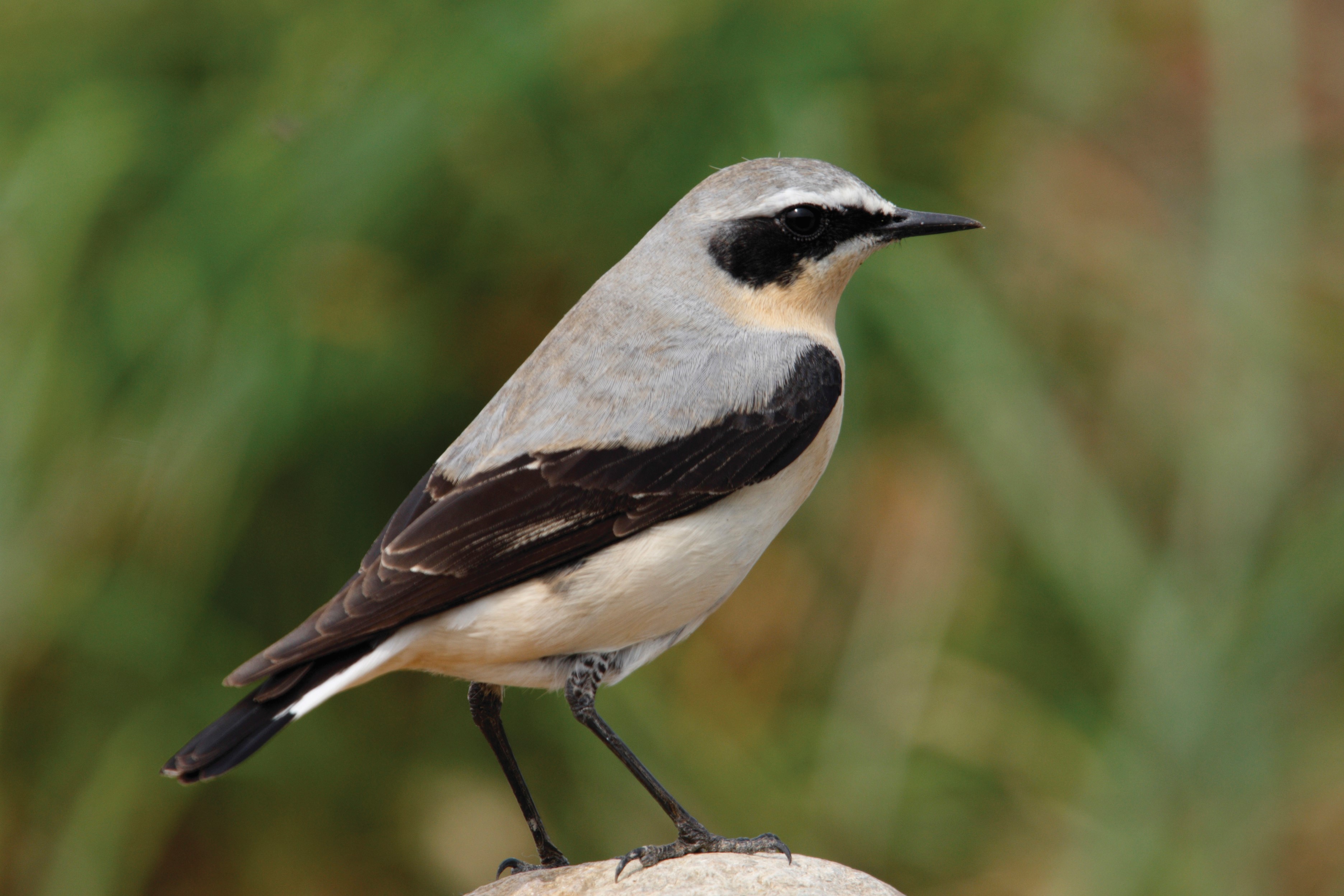Wheatear