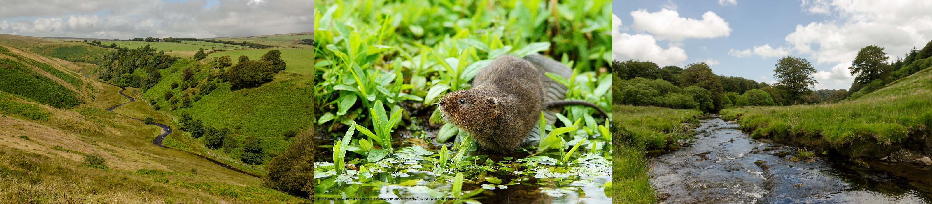 water vole reintroduction images