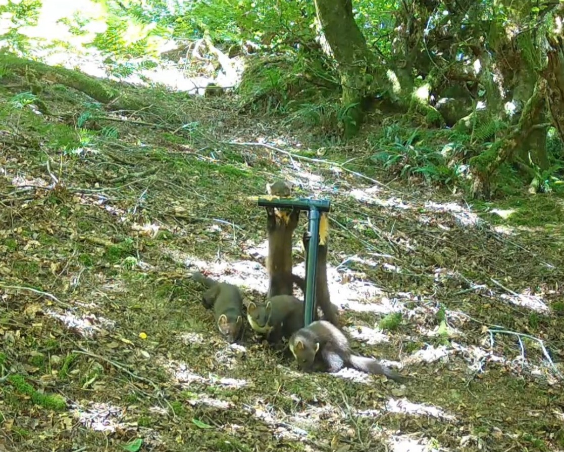 Pine Marten kits on Exmoor 