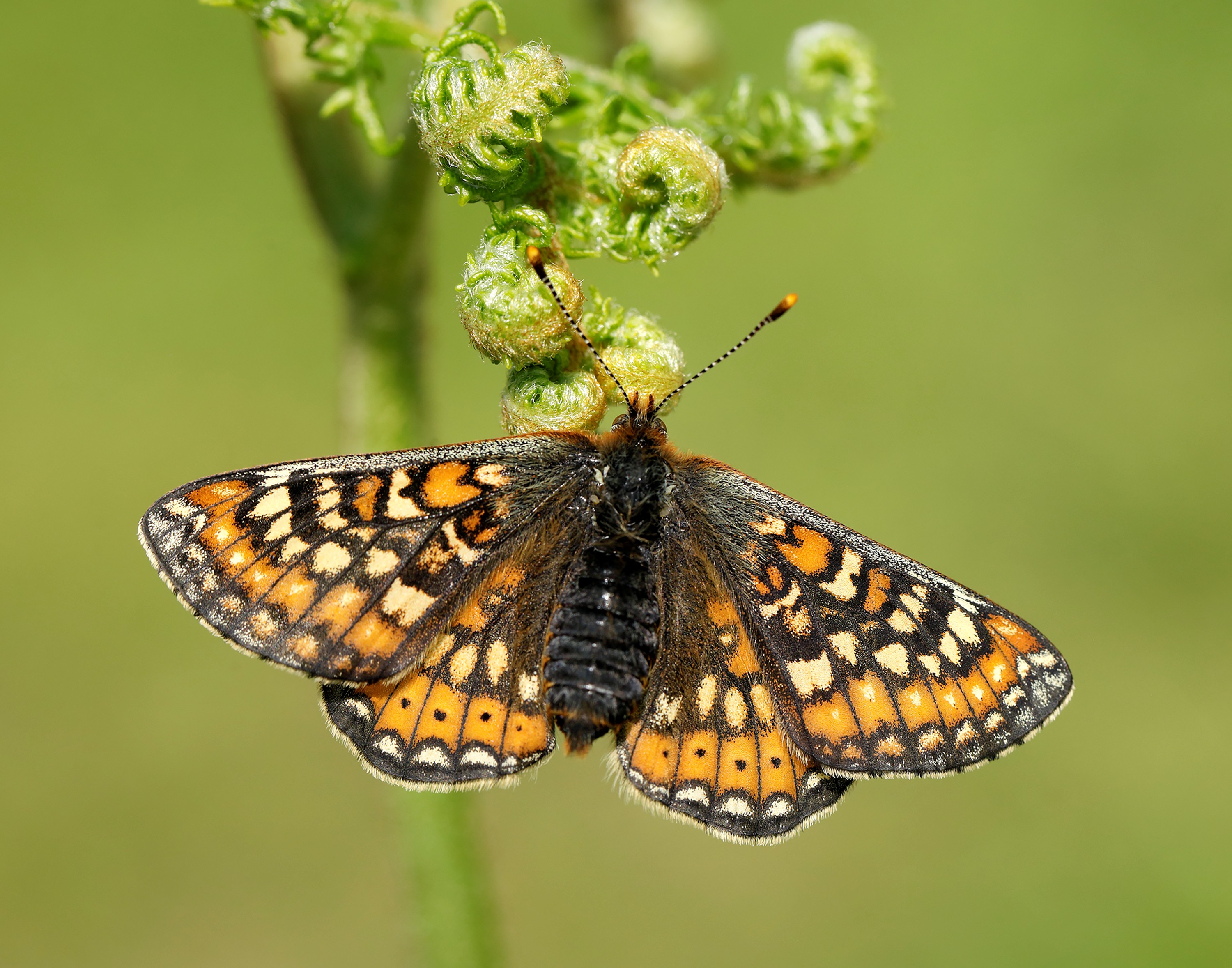 Marsh Fritillary Butterfly