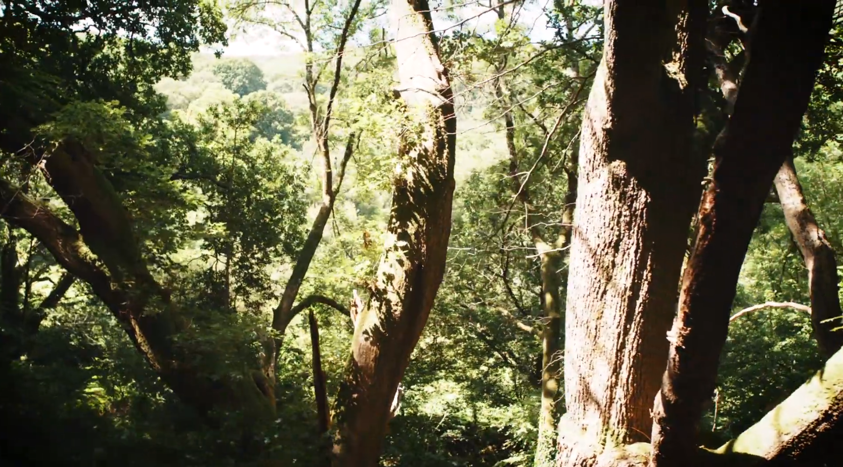 Horner woods video Screen shot