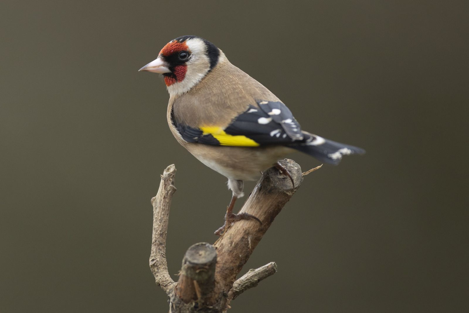 Exmoor's Moorland Birds | Exmoor