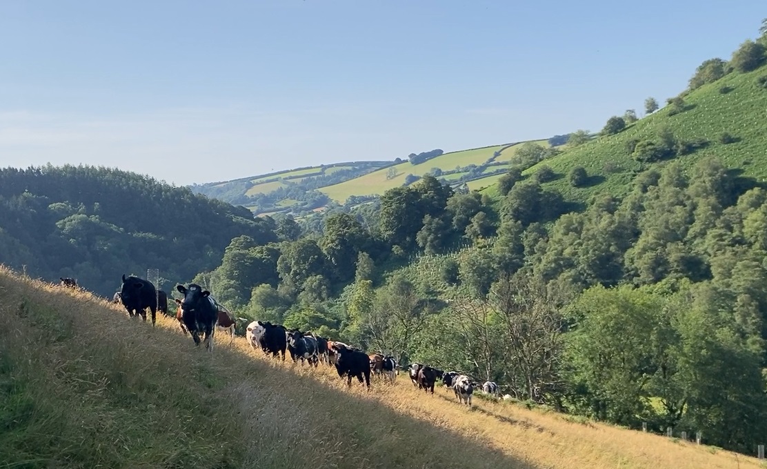 Wood pasture