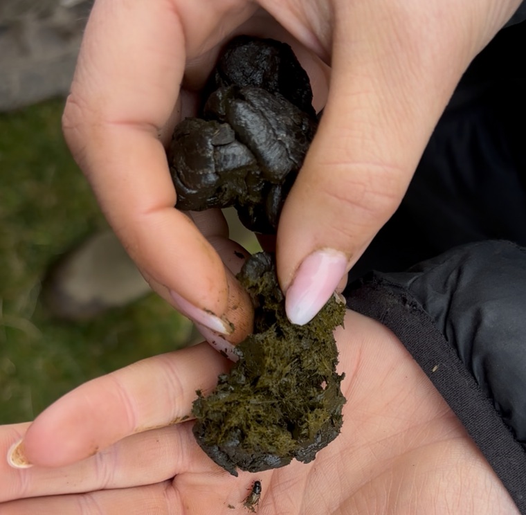 Dung Beetle workshop