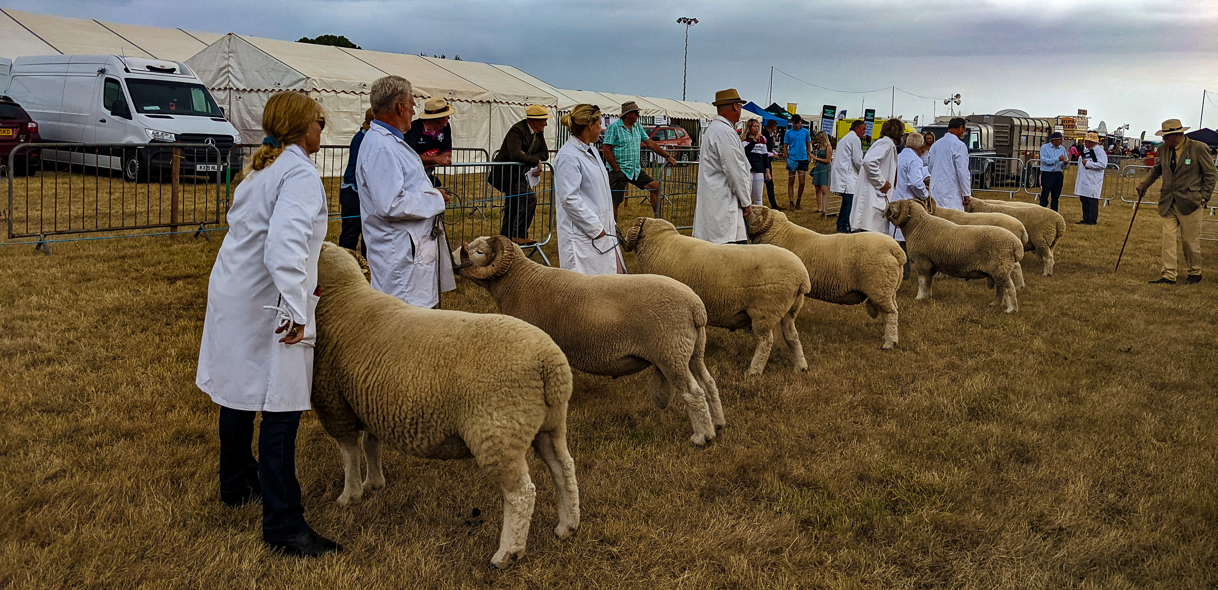 Sheep Judging at Dunster