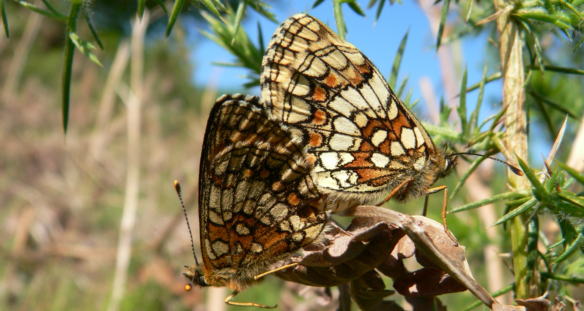 Fritillary Butterflies