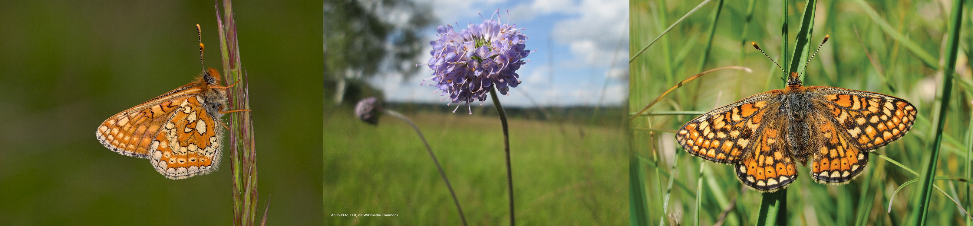 Images of Marsh Fritillary