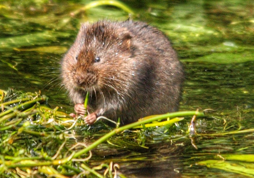 Water vole