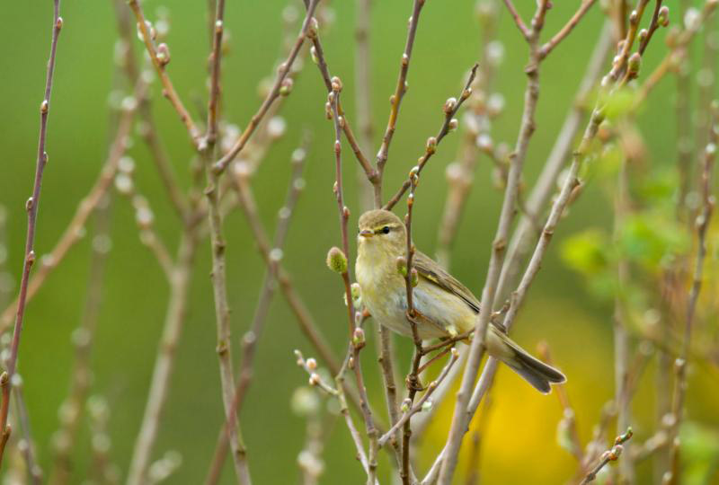 Willow Warbler credit RSPB