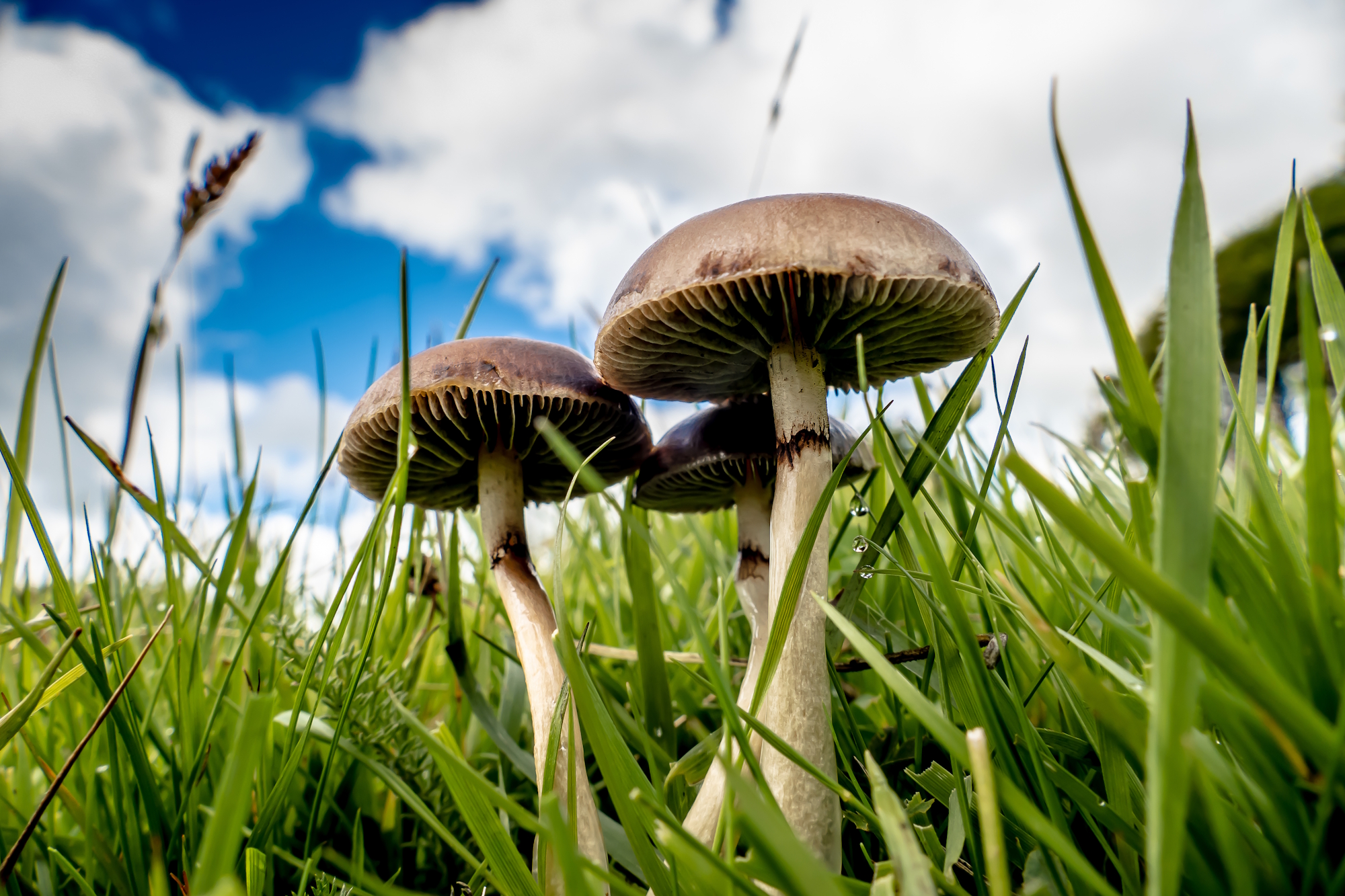 Meadow waxcaps