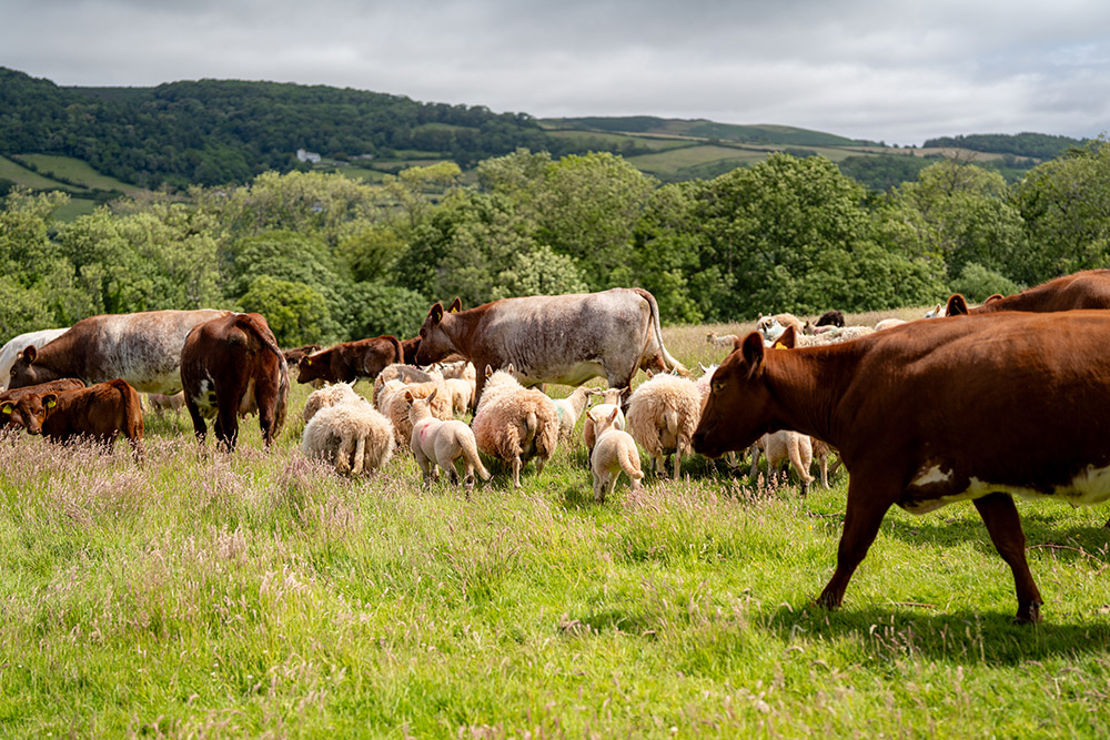 Horner farm cattle and sheep