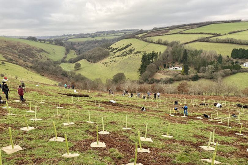 Tree planting Exmoor