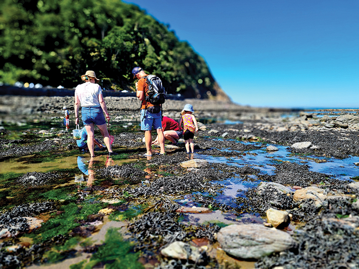 Photo of a family Rockpooling