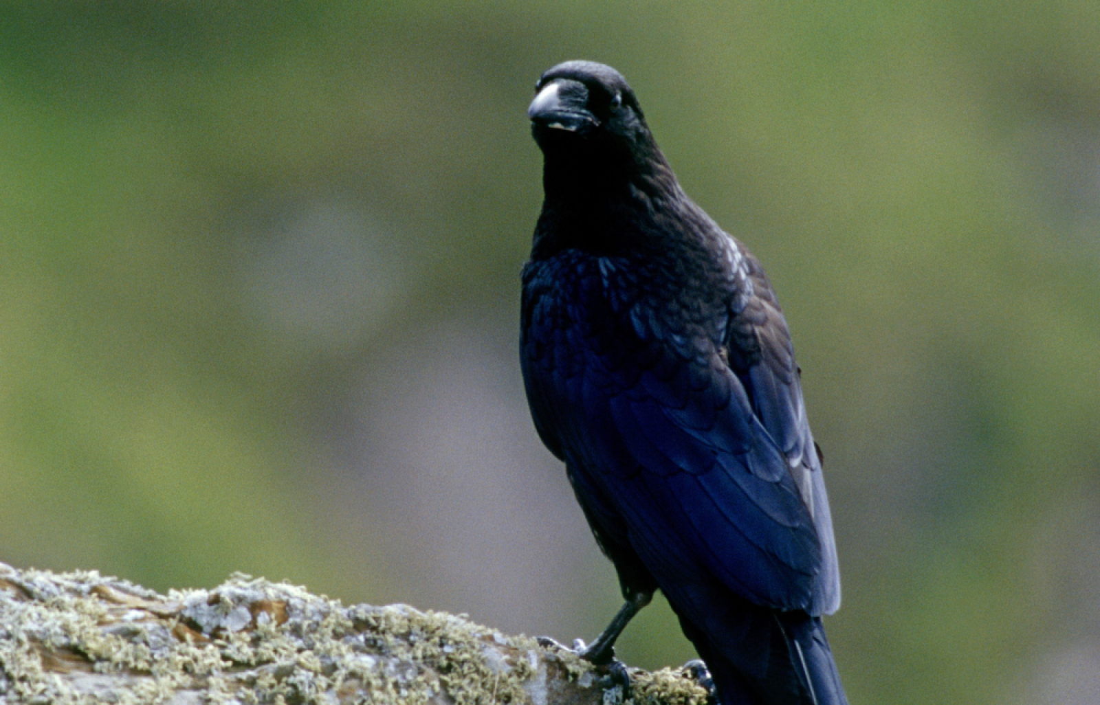 Exmoor's Moorland Birds | Exmoor