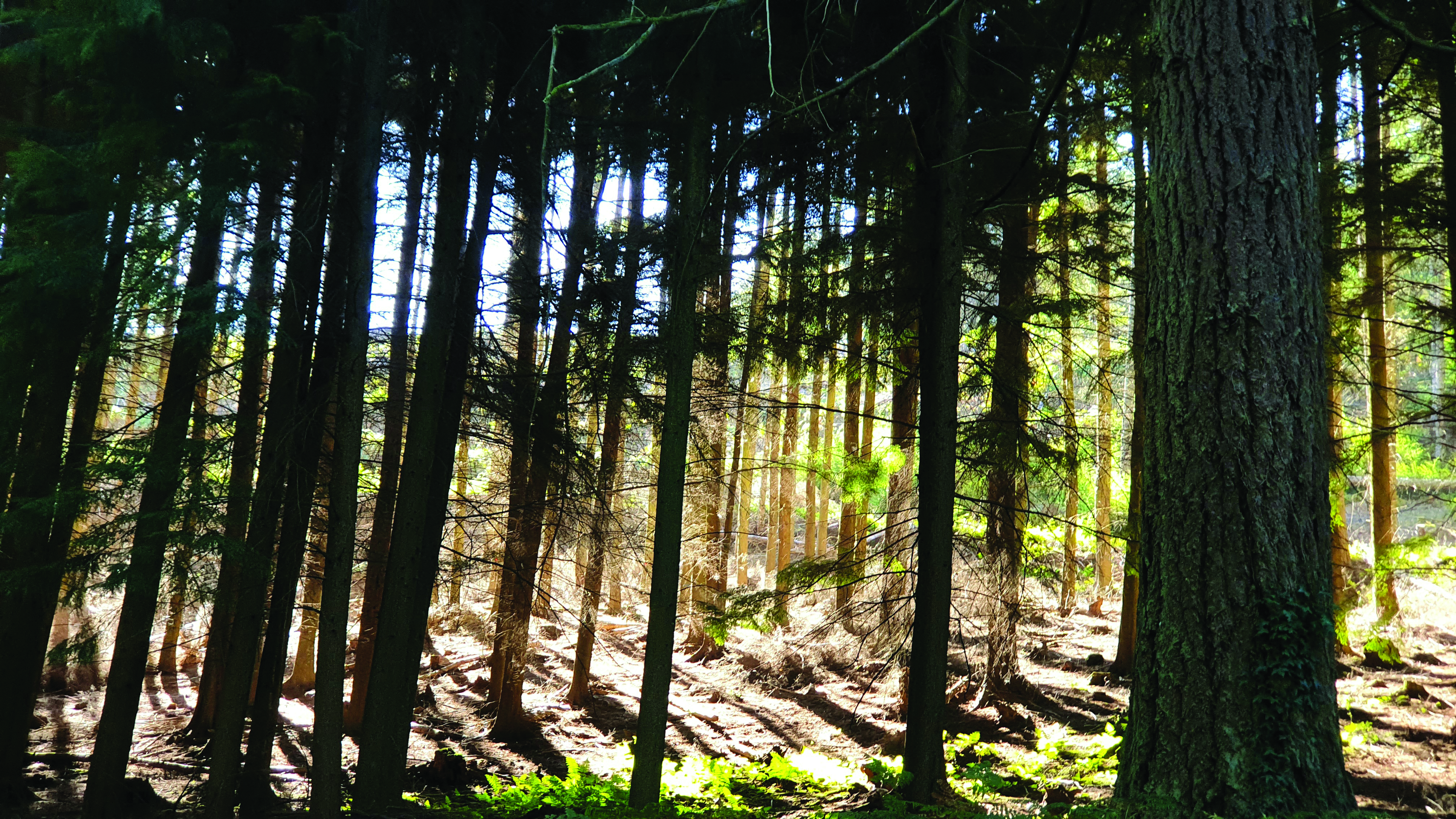 Conifer woods at Nutcombe Bottom
