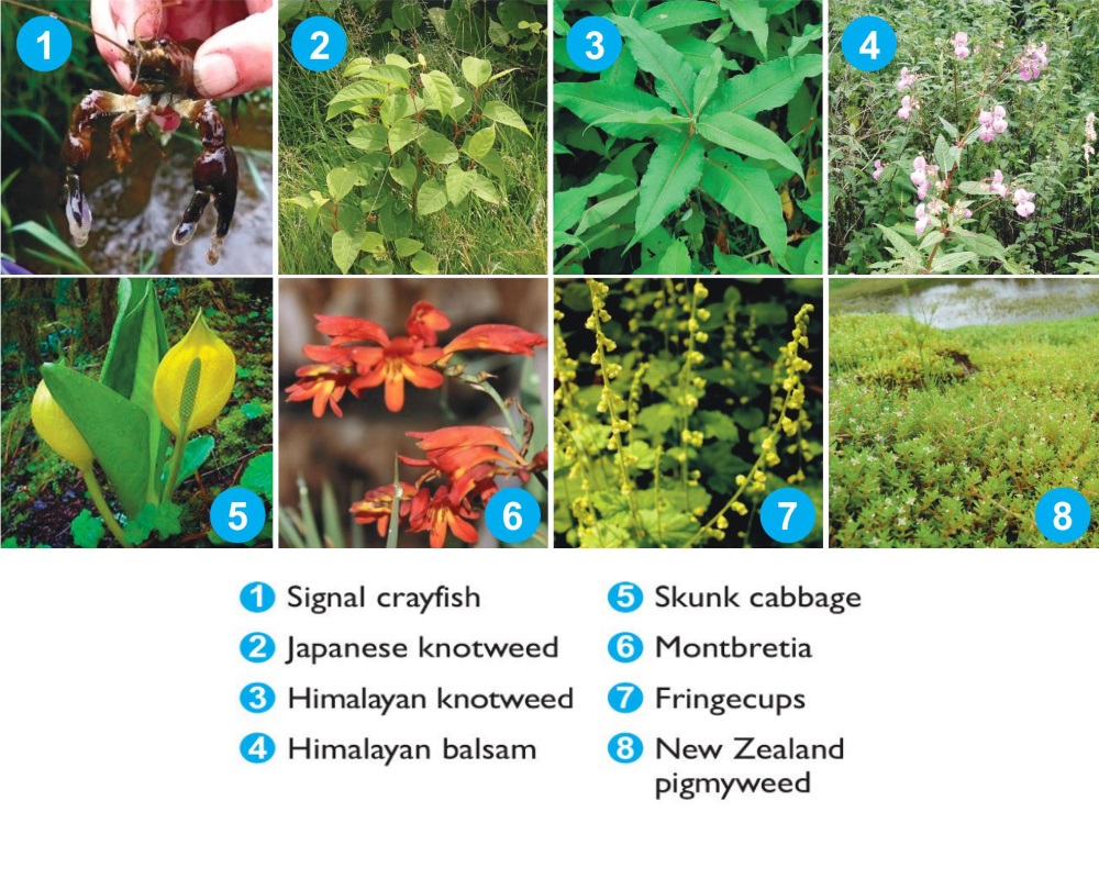 ENNIS invasives with names 